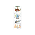 Fish Anatomy Chart